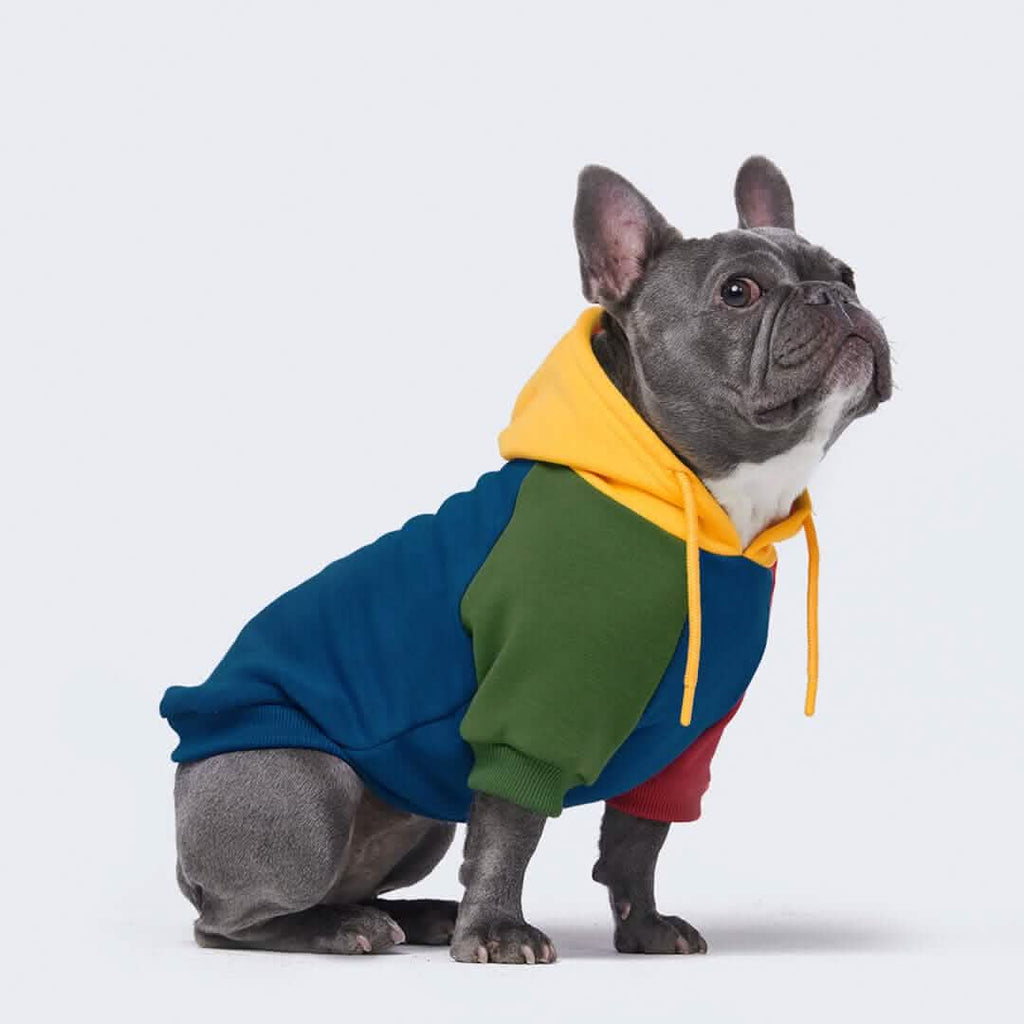 Color Block Dog Hoodies