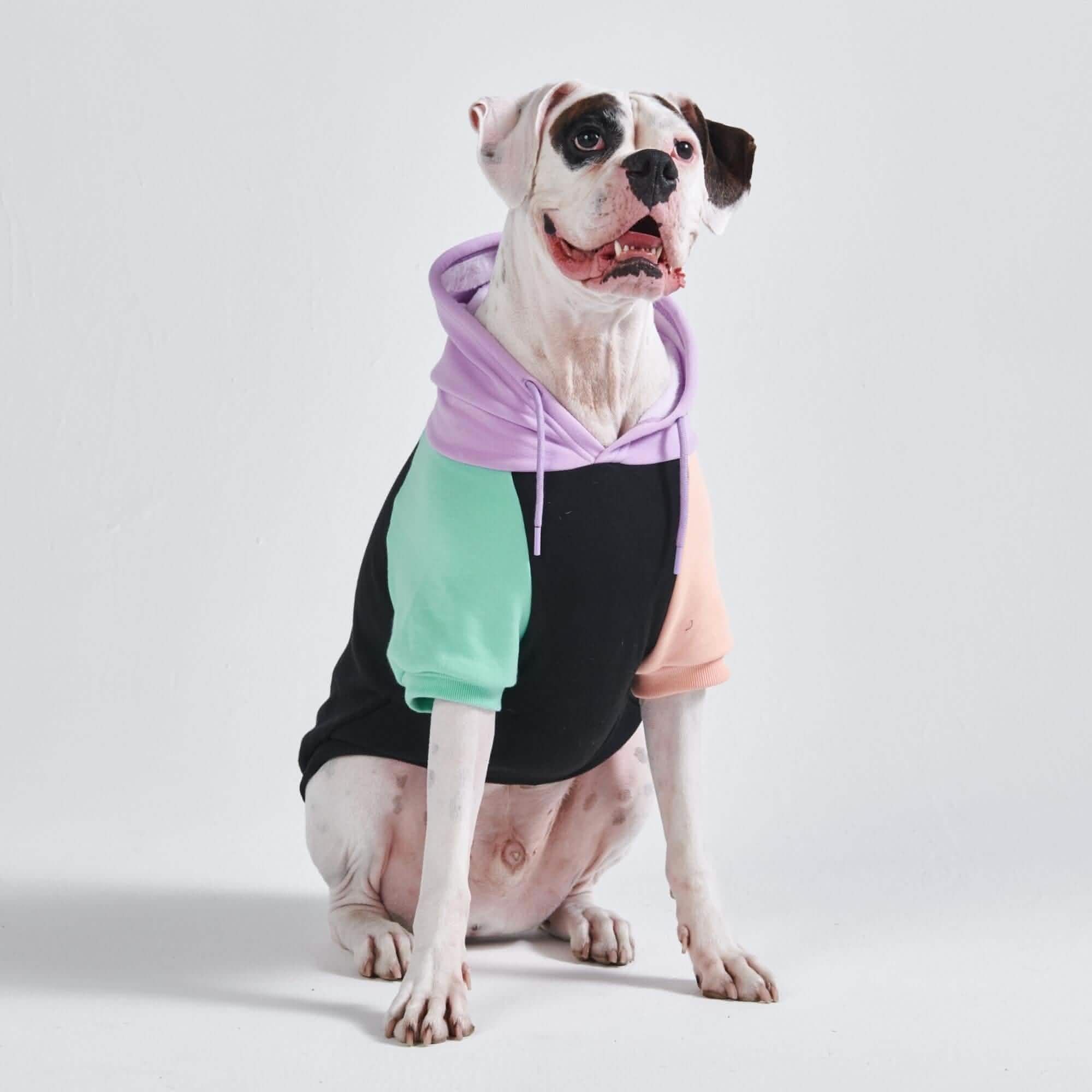 Color Block Dog Hoodies