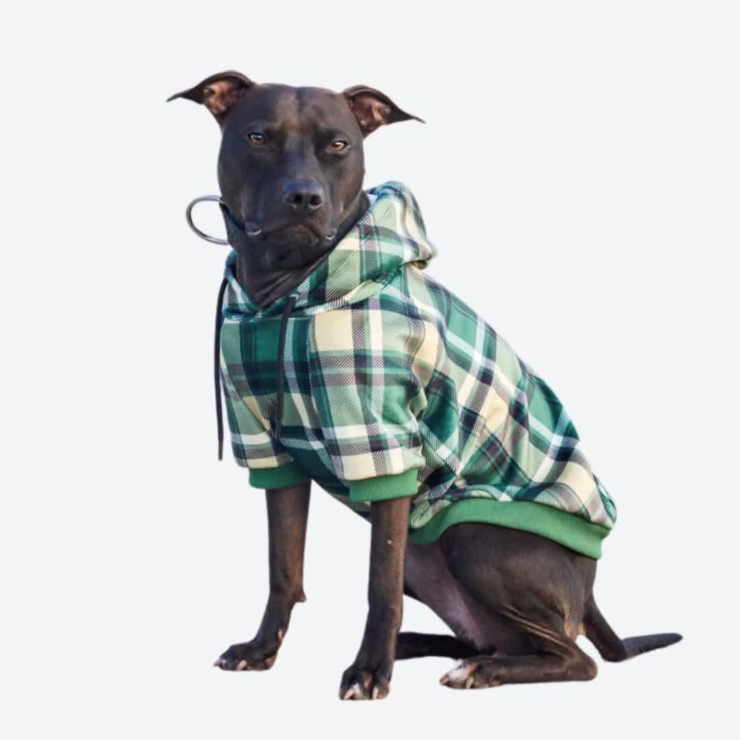 Green Plaid Dog Hoodie